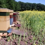 bijenkasten op koolzaad